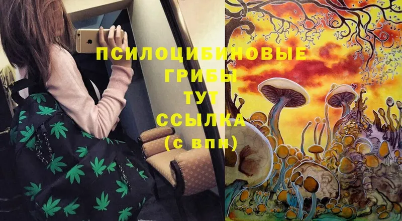 Галлюциногенные грибы Psilocybine cubensis Завитинск